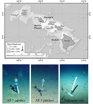 Comparative Observations of Current Flow, Tidal Spectra, and Scattering Strength in and Around Hawaiian Deep-Sea Coral Patches